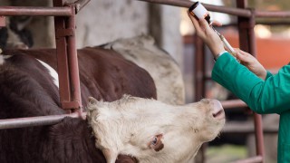 Predicting cattle disease ahead of time – through blood tests
