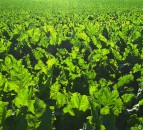 Contract for 2025/26 sugar beet agreed by NFU Sugar and British Sugar