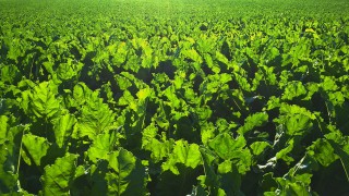 New one-year sugar beet contract agreed for 2022