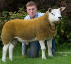 Batman soars to 100,000gns at Solway and Tyne Club Sale