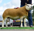 Northern Irish Texel National Sale peaks at 4,300gns