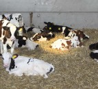 Calves with company found to grow the best