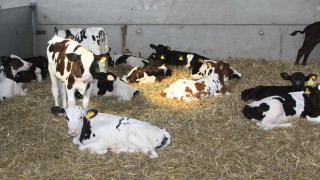 ‘RSPCA cannot stand by if animal welfare standards are trashed by government’