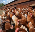 New free range contract to 'ensure fairness and restore confidence' in chain