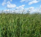 Overuse of herbicides costing UK economy £400 million a year