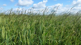 Black-grass is costing UK agriculture £1 billion per annum