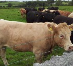 New guide to identify opportunities to improve grass utilisation