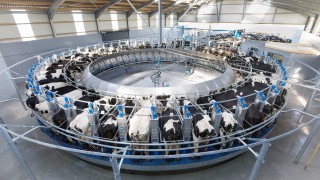 US milk production climbs by 1.5% in September
