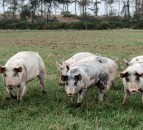 BSAS launches knowledge transfer partnership for young farmers