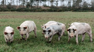 BSAS launches knowledge transfer partnership for young farmers