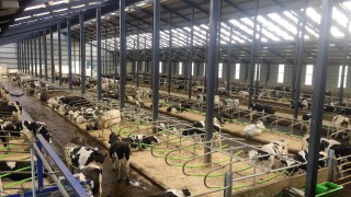 Dairy focus: Why one 700-cow farm decided to go down the robotic milking route