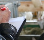 Official veterinarian struck off for falsifying slaughterhouse certificates