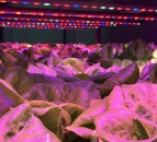 Could underground farms be the polytunnels of the future