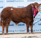 Limousin bulls hits 11,000gns at Stirling society sale