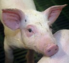NI farmer banned from keeping animals for life after mistreating pigs