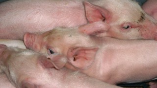 African swine fever outbreak kills 72 pigs in China – report