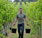 Ag students’ vineyard celebrates record harvest