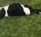 Video: Nitrate poisoning claims 11 cattle on reseeded field in Ireland
