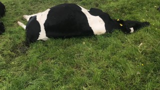 Video: Nitrate poisoning claims 11 cattle on reseeded field in Ireland