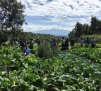 Harper Adams researchers say traditional plants could ease hunger in Kenya