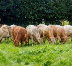 'Powerful rationale' for increasing ag-budget to £3.8bn by 2027 - CLA
