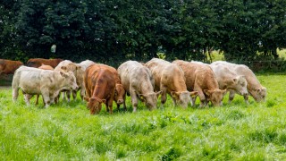 EU live cattle exports expected to ‘weaken significantly’ in second half of 2018