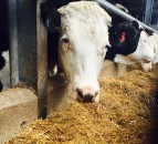 Defra urged to act now over Brexit challenges for NI farming