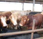 ‘Major beef project’ seeks beef personnel to get involved