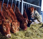 UK cattle vaccine use increases as antibiotics fall