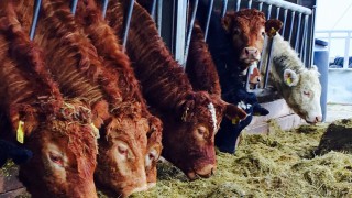 European Parliament adopts plans to limit the use of antibiotics on farms