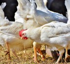 Vets urged to tackle extreme conformation across all species