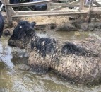 Cornish farmer banned for life after animals were found 'drowning in muck'