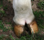 What impact will the hot summer have had on your cows' feet?