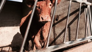 More cattle to be destroyed on Scottish BSE farm as a precaution