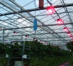 Energy-saving horticulture programme to be extended to soft fruit sector