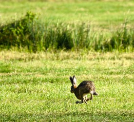 Hare coursing offenders to face harsher sentences under new rules