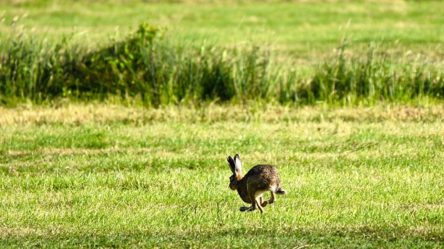 Hare coursing offenders to face harsher sentences under new rules