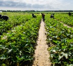Eustice backs growers' vote to abolish horticulture levy