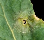 Autumn light spot leaf forecast for GB unveiled