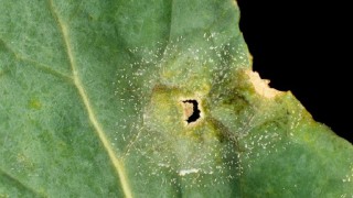 AHDB releases latest light leaf spot risk forecast