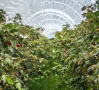 Fruitful result for British farmers as berry exports reach £22.1 million
