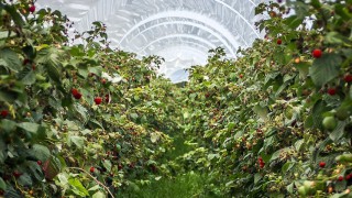 Latest research on pest and disease control in soft fruit to be revealed