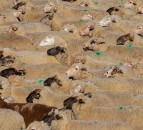 NSA: Climate report has got it wrong on sheep
