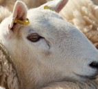 Swiss foodservice reopening gives boost to Welsh lamb exports