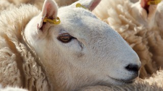NSA: US negotiations offer new routes for UK sheepmeat