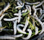 Could the ration of the future see your cows chow down...on insects?
