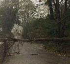 Forest industry bodies untie to asses impact of Storm Arwen