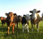 New beef sector climate group to examine Scottish suckler emissions