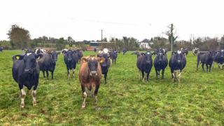 How one dairy farmer went from an employee to farm manager and business partner