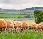 Springhill Texel flock to be sold at Beatties